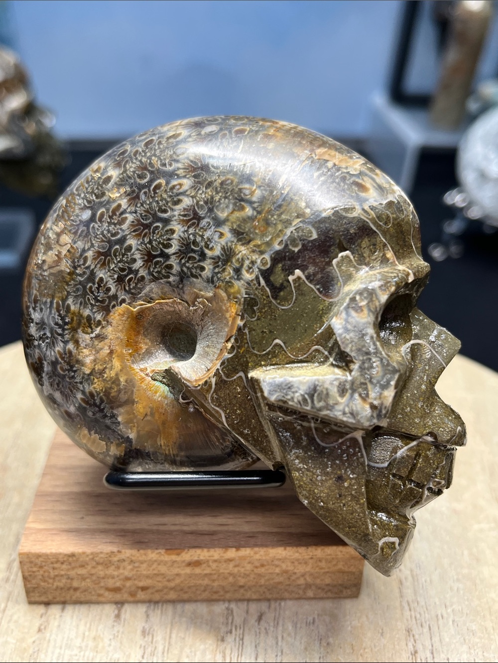 Cleoniceras Ammonite Carved Skull-Madagascar approx 110 million yrs old